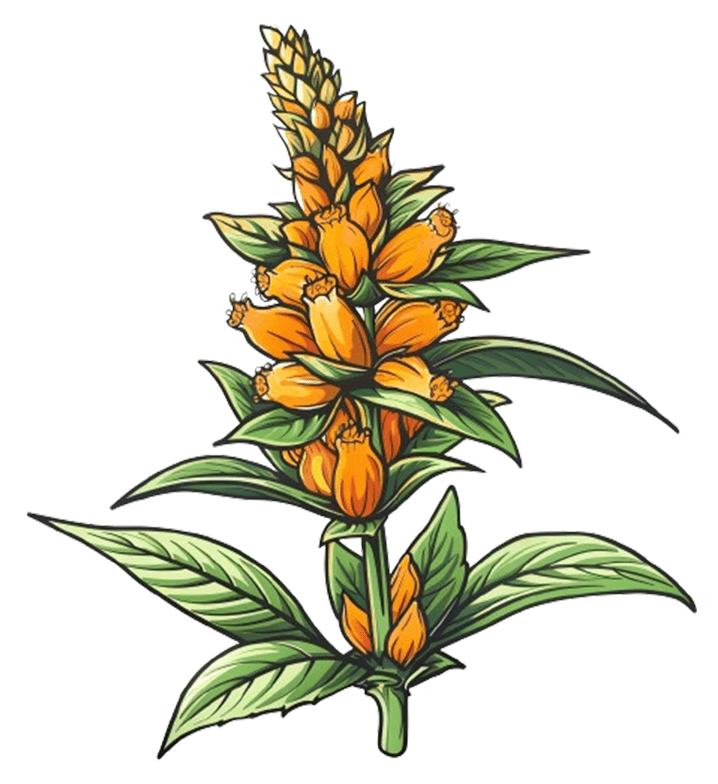 Illustration d'une plante de Wild Dagga, utilisée dans les mélanges de plantes à fumer comme substitut au tabac de Substy.